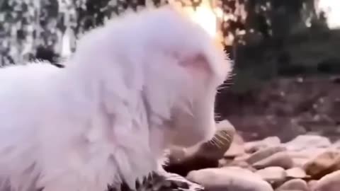 Funny animal video 😂