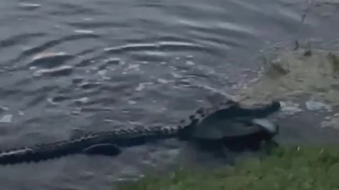 Hey kid, that's my snack! 🐊🐟😱