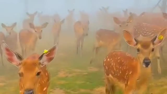 Encountered a herd of plum deer