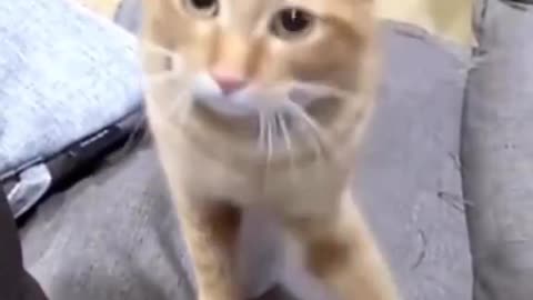 Cat funny video