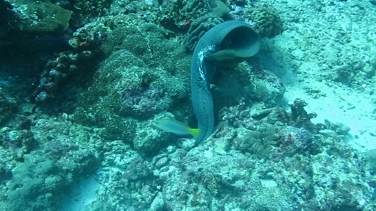 Moray Eel and Octopus Duke It Out