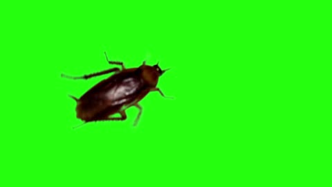 Cockroach Green Screen Video