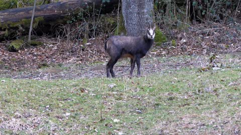 Chamois Wild Animal Gams Wild Wild Species Horns