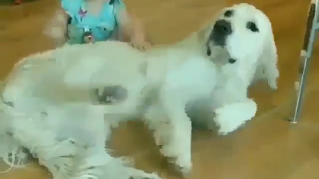 Try not to laugh