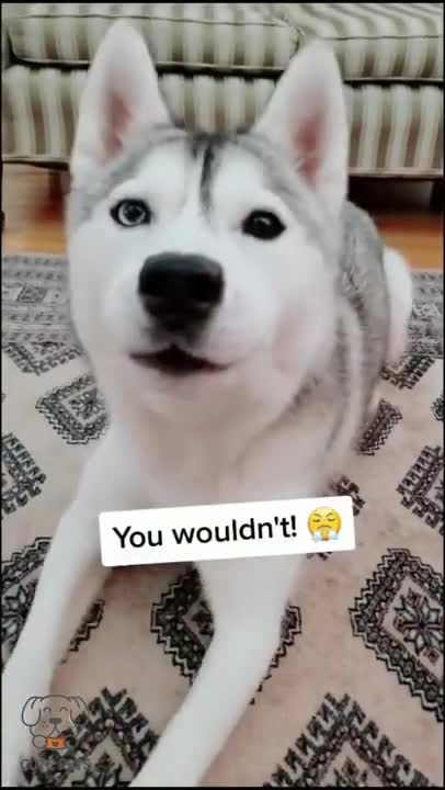 usky Panics When She Learns How Dogs Get their Temperature Taken!