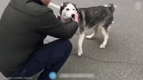 Animals Reunited With Owner After Years !