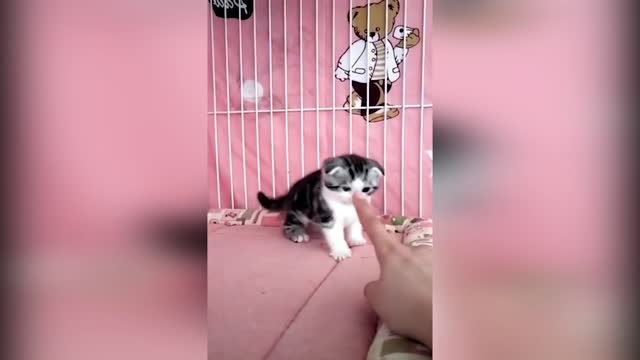 Funny animals 2022 - Cute dogs and cats doing funny things