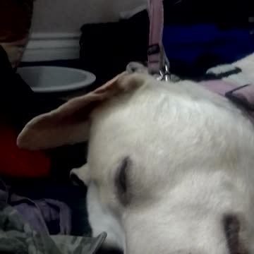 Cat nap with puebLos rivera 🧡💛💚