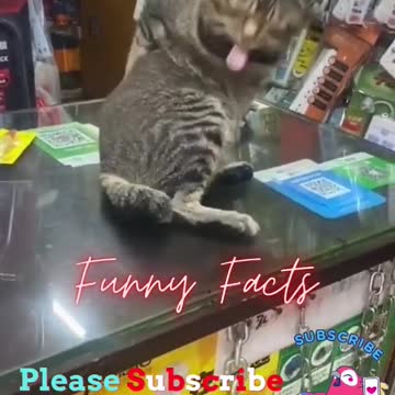 FUNNY CATS (Viral Videos)