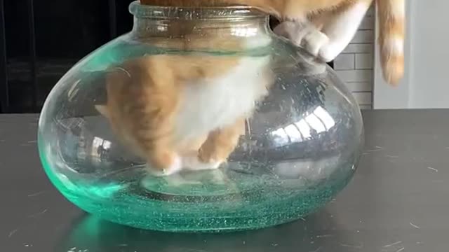 Funny cat sitting in the pot