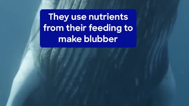 You won't believe what a whale eats in a day😱