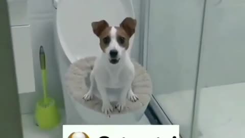 Dog demands it's privacy