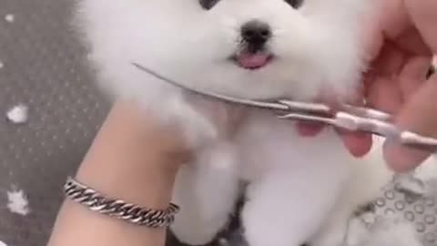 Funny Dogs from Tik Tok