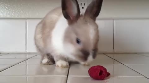 Bunny Eating Raspberries!