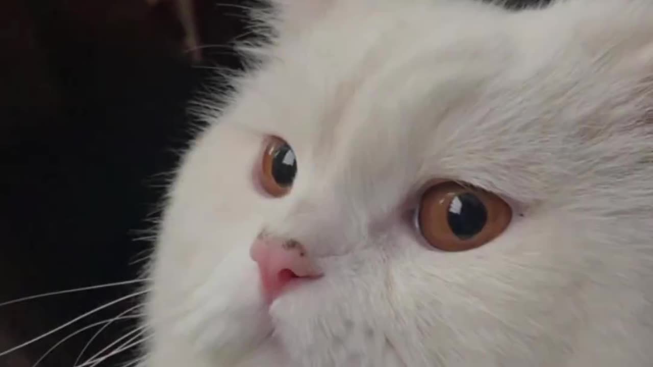 Cat video