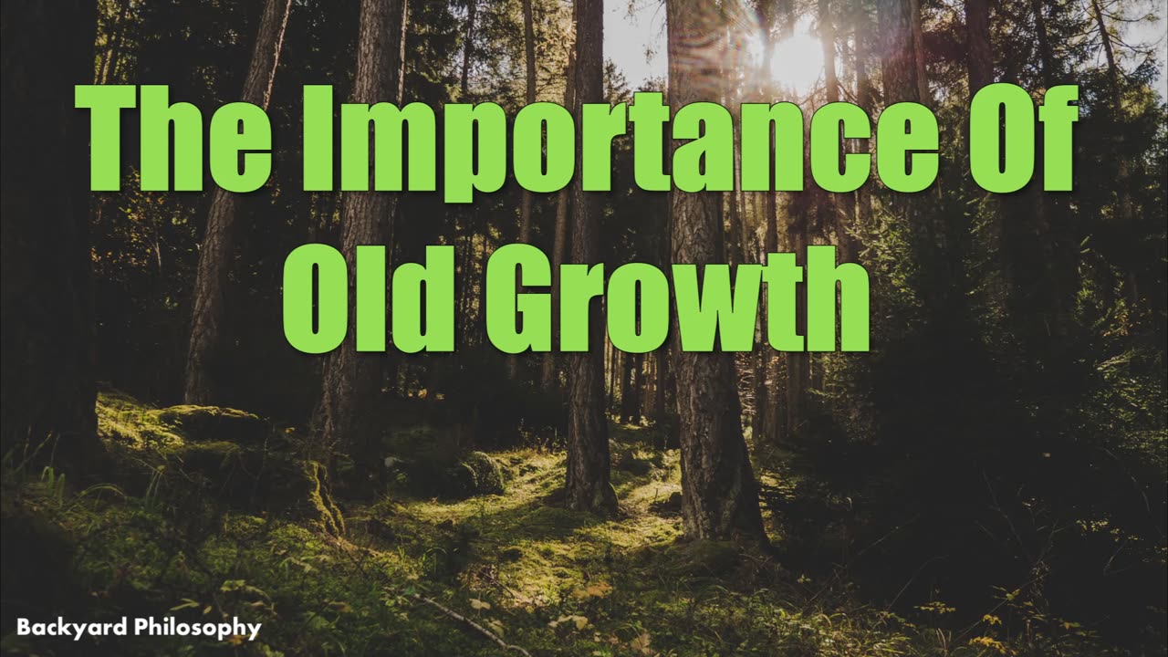 The Importance Of Old Growth