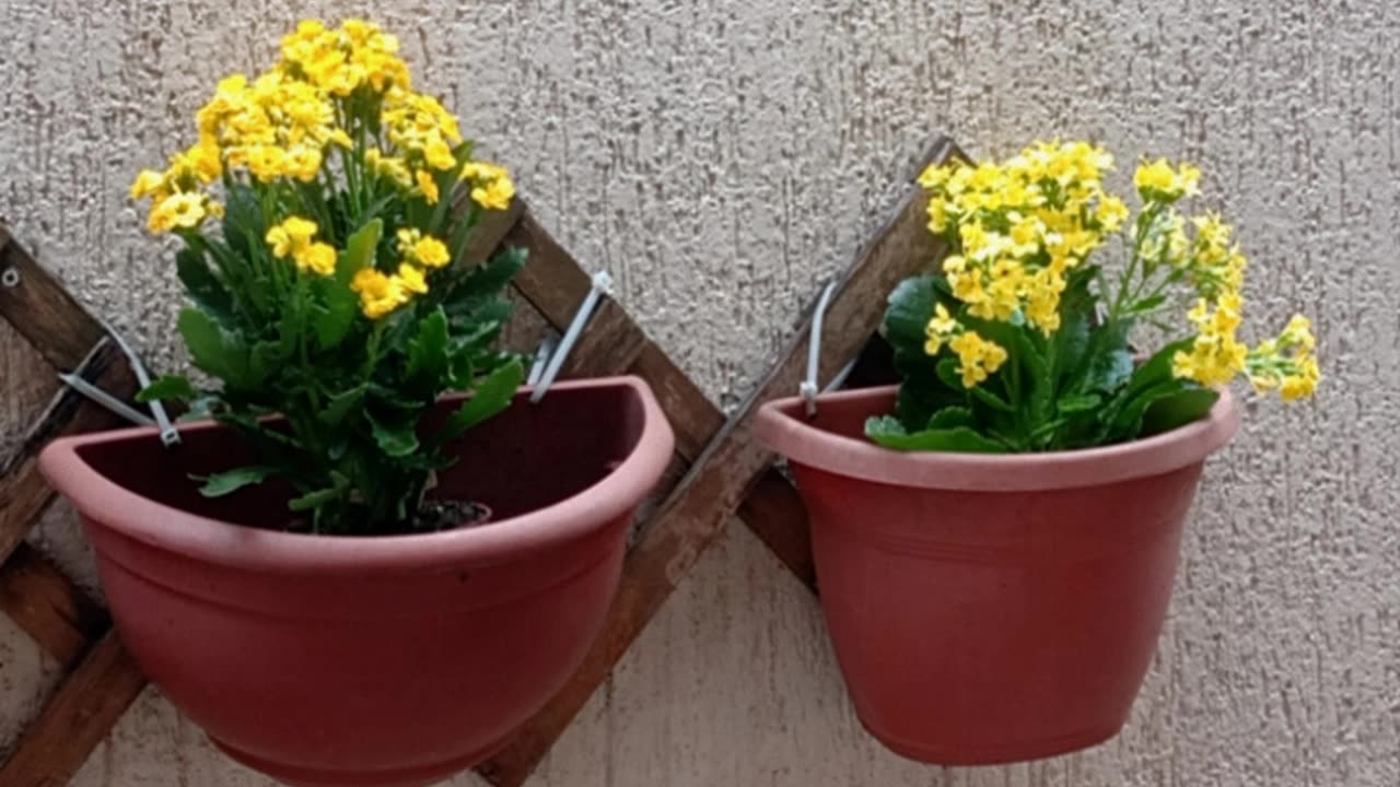 Possible Sign Flower