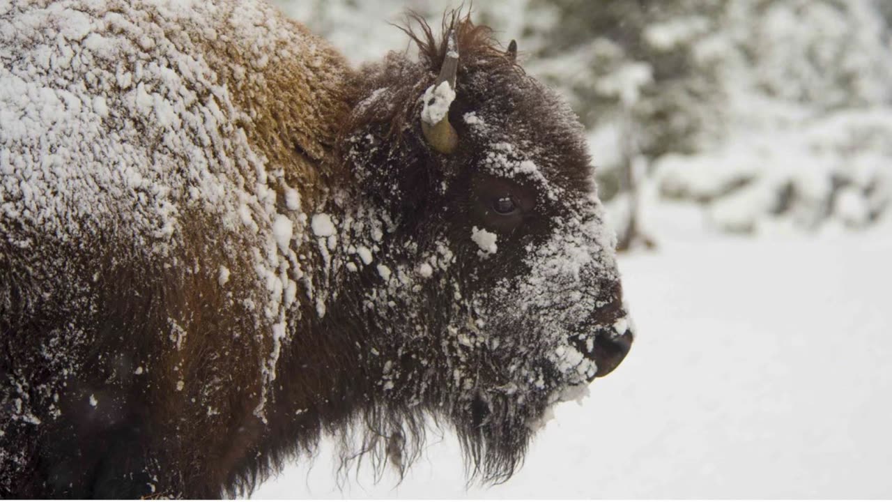 Yellowstone Super Volcano, Snow, Arrests For Trespassing and White Bison Born