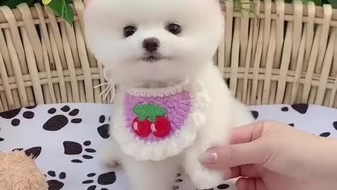 Cute puppy!