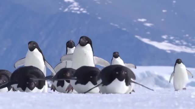 Tobogganing or Waddling