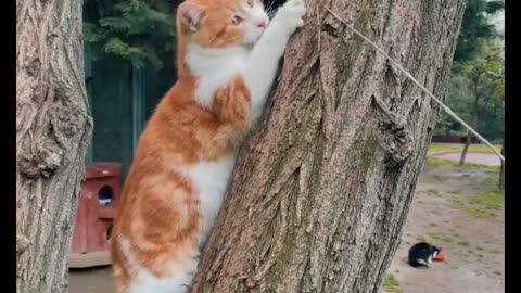 Cats playing in tree