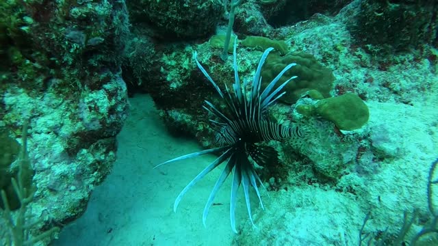 Hunting Lionfish at Devonshire Bay, Bermuda