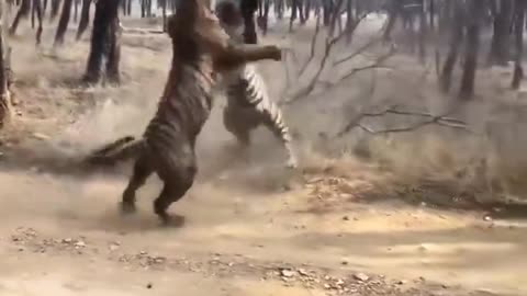 Tiger Fight