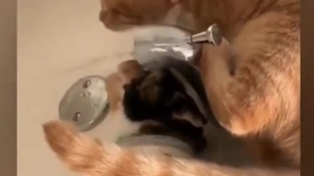 Best Funny Cats