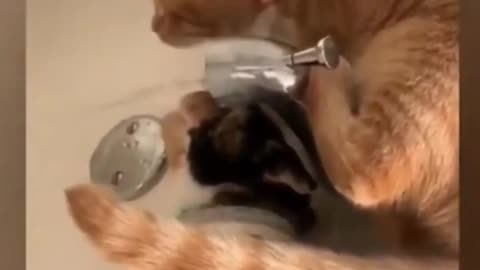 Best Funny Cats