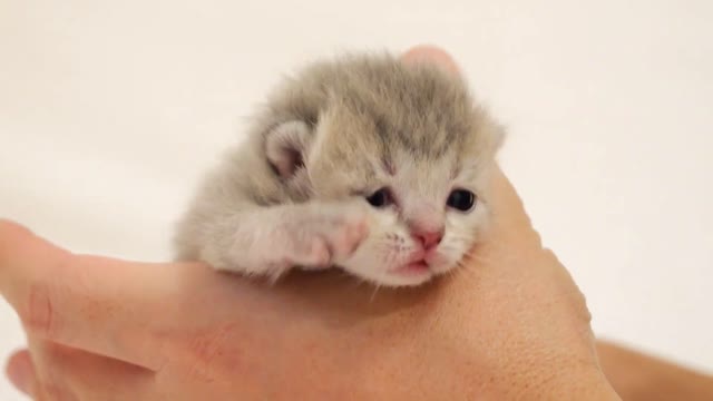 Finally, 5 baby kittens have opened their eyes!