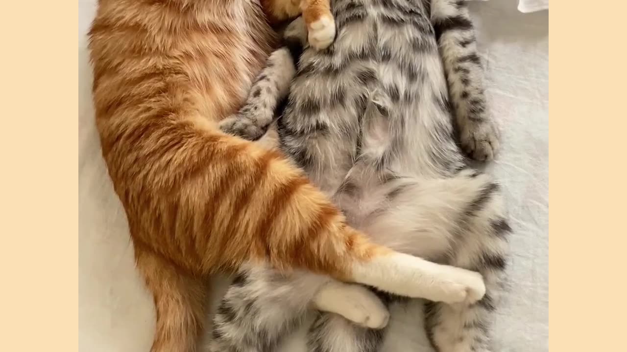 Funny cat video