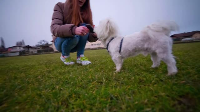 Person caressing cute white puppy