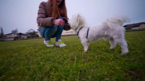 Person caressing cute white puppy