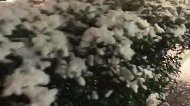 Snow falling in yokohama Japan