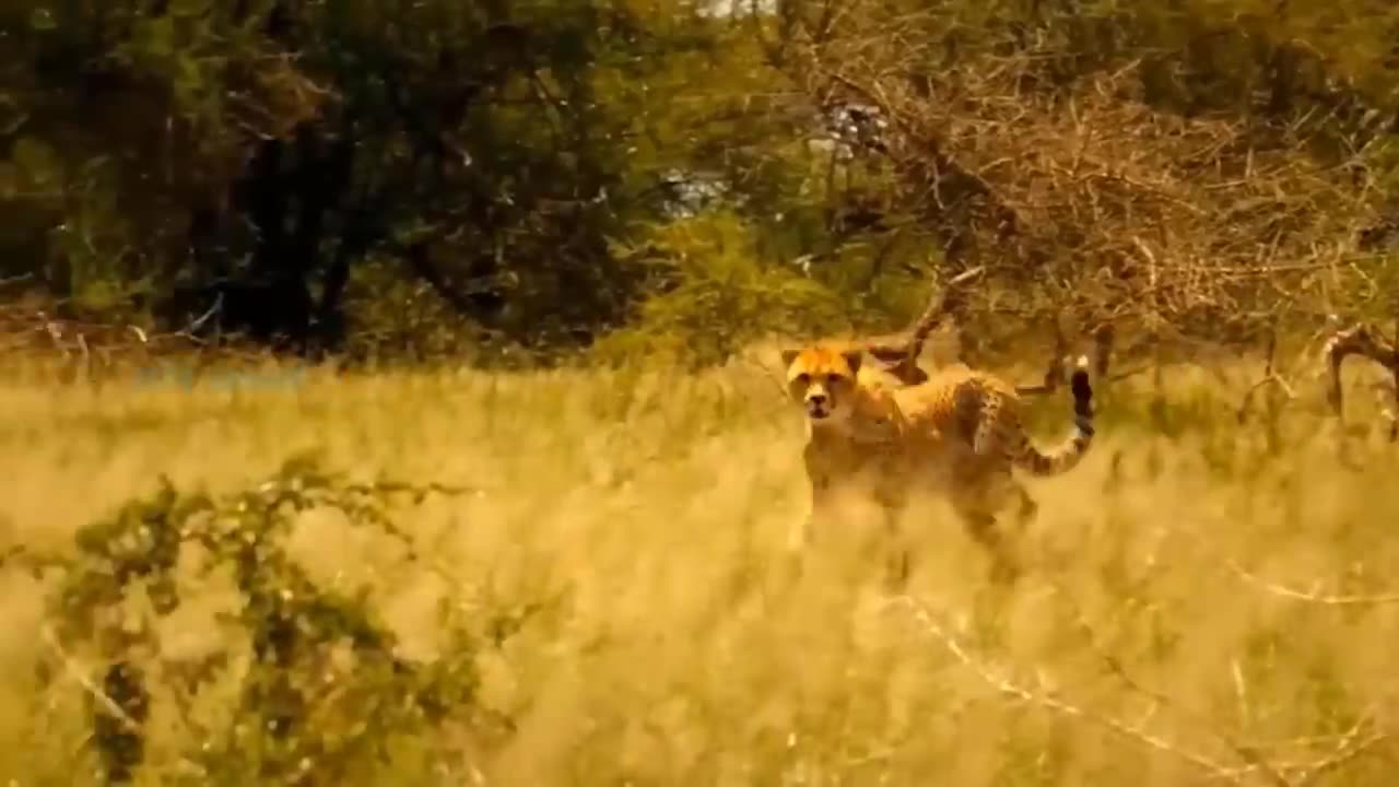 Eagles Use Intelligence And Ingenuity To Steal Leopard Cubs In Front Of Stupid Mother Leopard