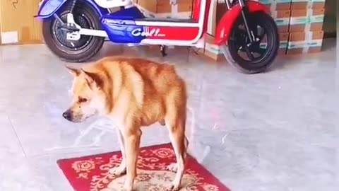 cute dog's voice __ #respect #shotoniphone #funny #comedy #funnyvideo #shorts #short #ytshorts#short