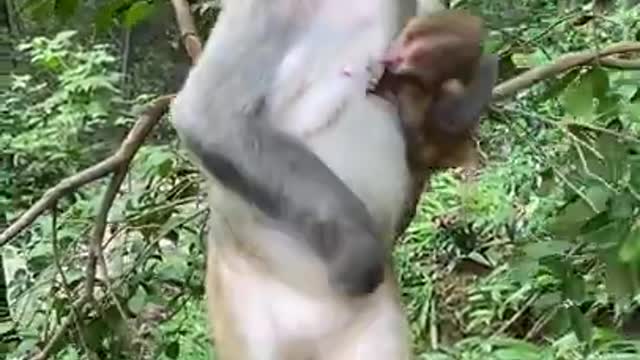 Cute Monkey China & Funny Love monkey| Animals Love