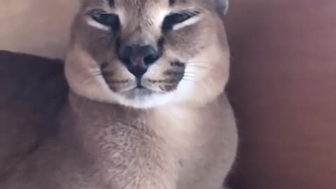 caracal