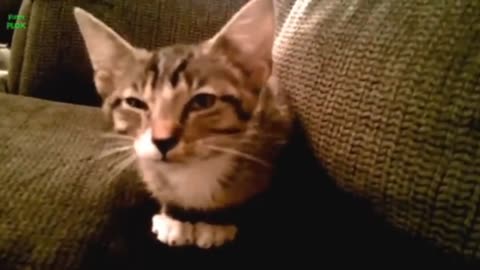 Cute cat compilation