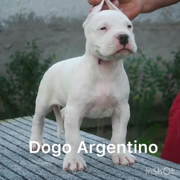 Dogo Argentino (Argentinian Mastiff)