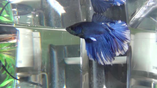 half moon betta splendens