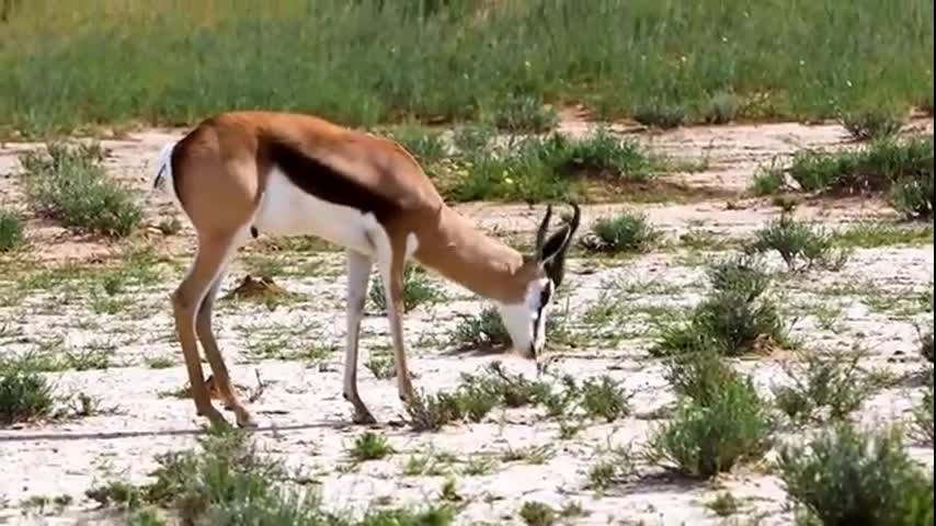 What a wonderful world of animals