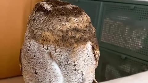 Adoreable Owl