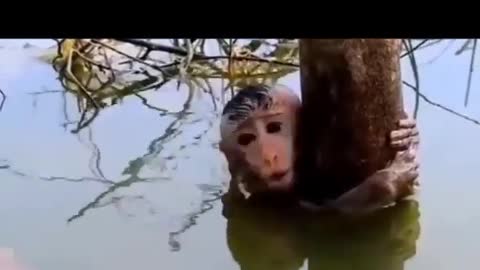 This is a beautiful and charming water-dwelling species