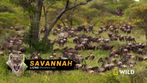 How Savannah Lions Hunt _ Wild life of the Lions