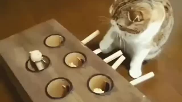 Cat funny video 🐱😂😂😂