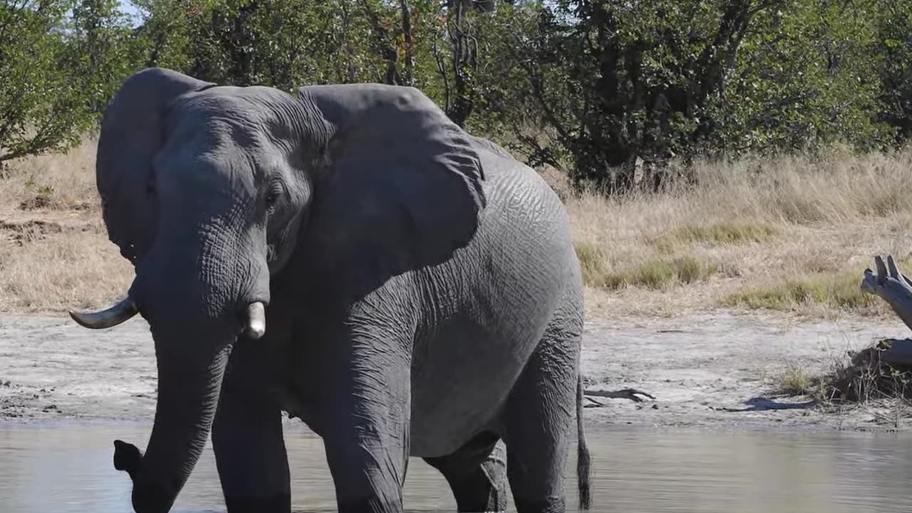 African Wildlife: Food Fight | Animals Worlds One Planet in Savuti National Park - Real Sounds