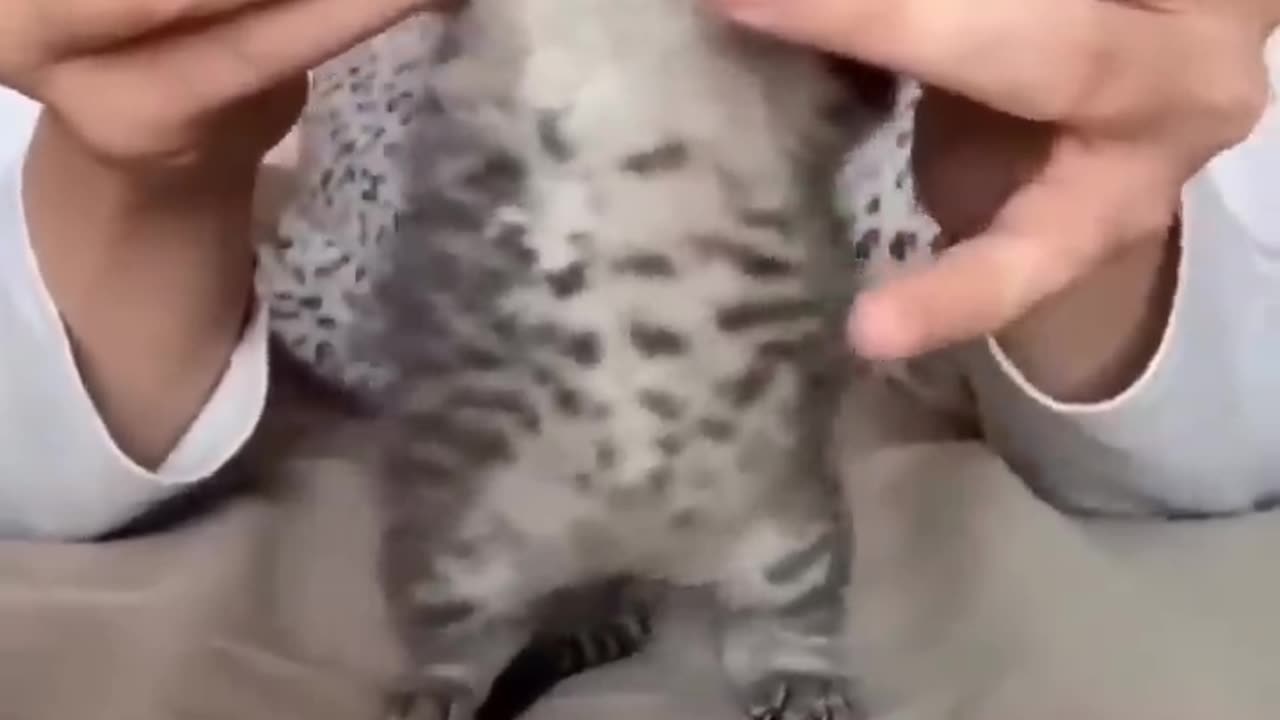 Gato dançando muito fofo