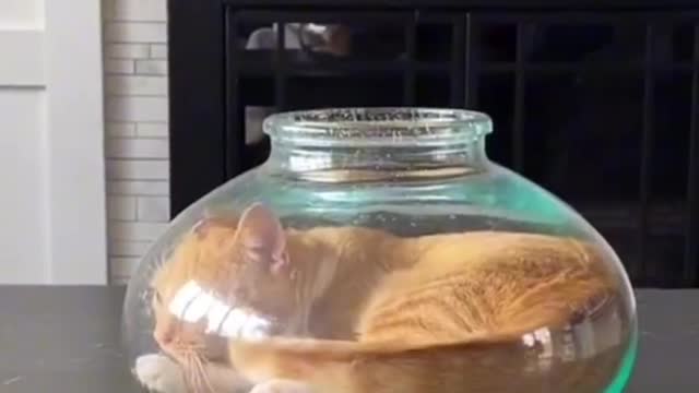 Crazy cat how enter in cercular glass pot