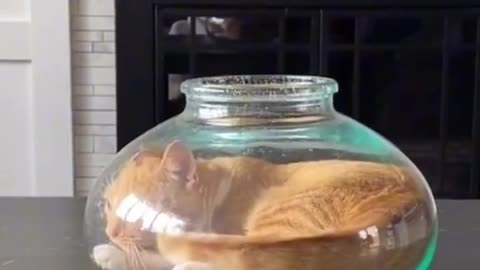 Crazy cat how enter in cercular glass pot